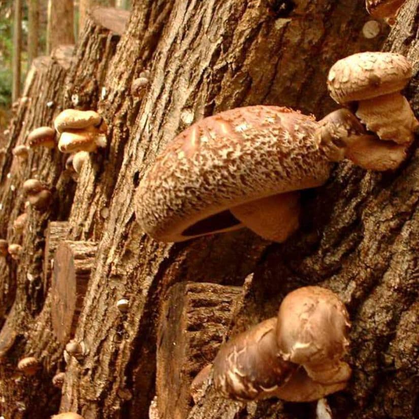 アップルフィリングとカスタードクリームをパイ生地に包んで