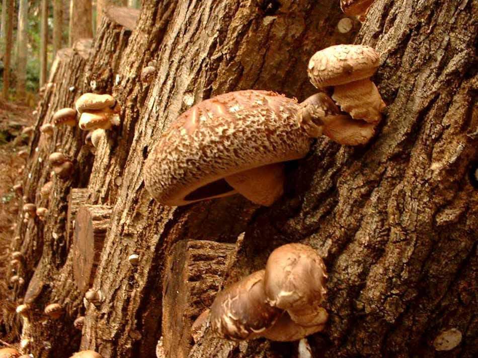 吉野原木栽培したけ